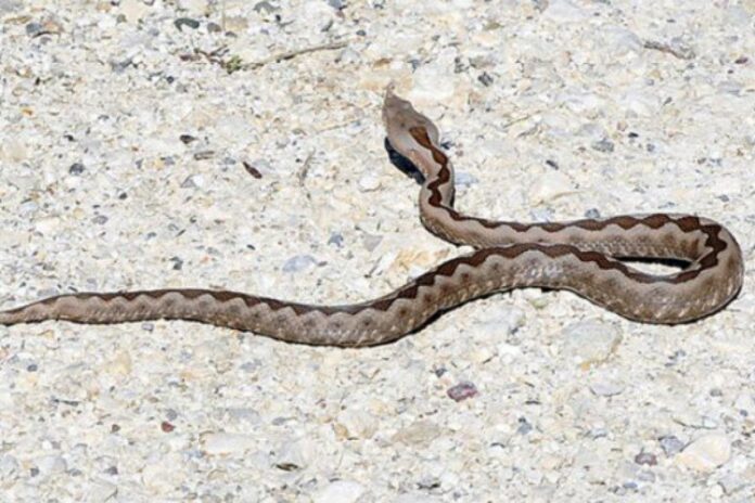 54e1604b833a1a90b75b