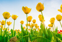 Prvi dani proljeća promjenljivi