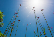 Za vikend sunčano, temperatura do 20 stepeni