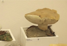 Šumsko blago Srpske u Muzeju Kozare: Izloženo više od 70 vrsta gljiva