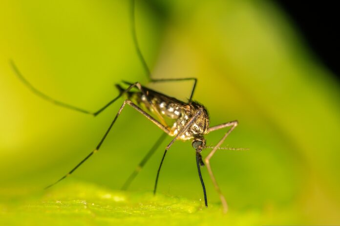 mathias70-mosquito-4583101
